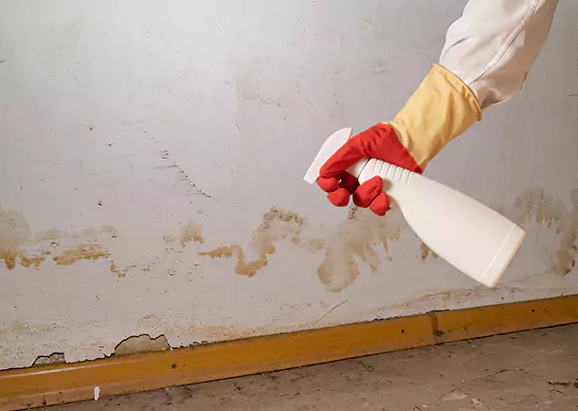 Your Water Restoration and Mold Remediation Specialists in Waleska, GA